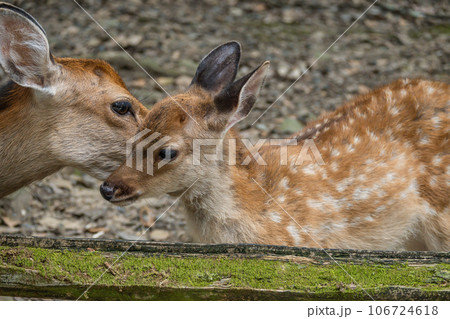 森の中の鹿の親子　奈良公園　 106724618