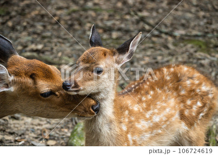 森の中の鹿の親子　奈良公園　 106724619