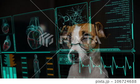 Jack Russell Terrier dog looks at the data on the virtual menu medical screen. Readings on the life support monitor. Jack Russell Terrier dog looks at the data on the virtual menu medical screen. Readings on the life support monitor. 106724688