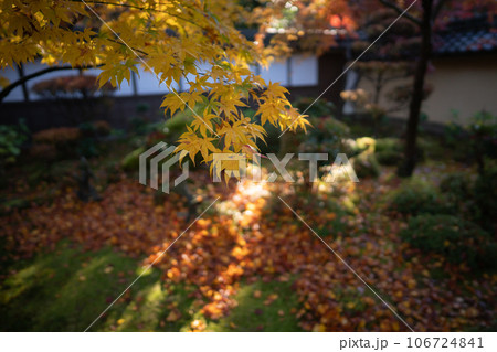 滋賀県 湖東三山の1つである金剛輪寺の秋の紅葉を撮影 106724841