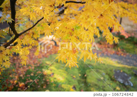 滋賀県 湖東三山の1つである金剛輪寺の秋の紅葉を撮影 106724842