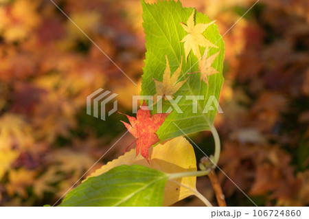 滋賀県 湖東三山の1つである金剛輪寺の秋の紅葉を撮影 106724860