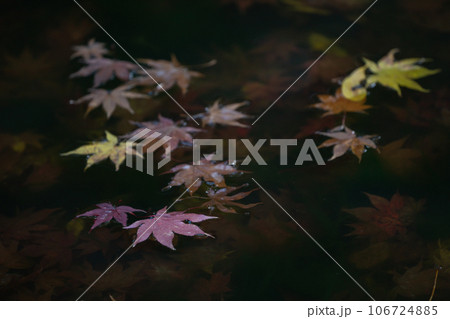 滋賀県 湖東三山の1つである金剛輪寺の秋の紅葉を撮影 滋賀県 湖東三山の1つである金剛輪寺の秋の紅葉を撮影 106724885
