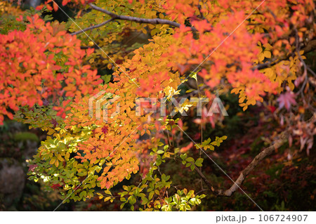 滋賀県 湖東三山の1つである金剛輪寺の秋の紅葉を撮影 106724907