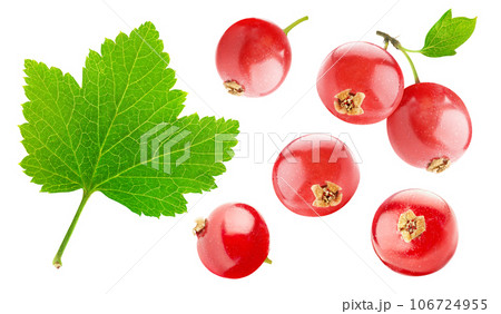 Collection of red currant fruits and a leaf isolated on white background Collection of red currant fruits and a leaf isolated on white background 106724955