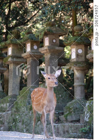 春日大社の石灯籠とこちらを見つめる鹿（縦）の写真素材 [106724957] - PIXTA