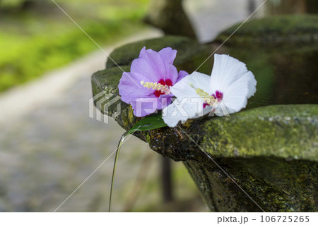法然院　手水鉢　木槿の花　深い緑に包まれた静かな空間 106725265
