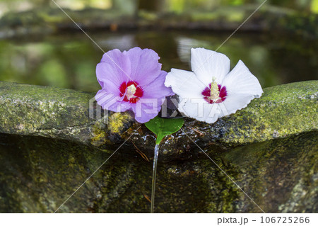 法然院 手水鉢 木槿の花 深い緑に包まれた静かな空間 法然院 手水鉢 木槿の花 深い緑に包まれた静かな空間 106725266