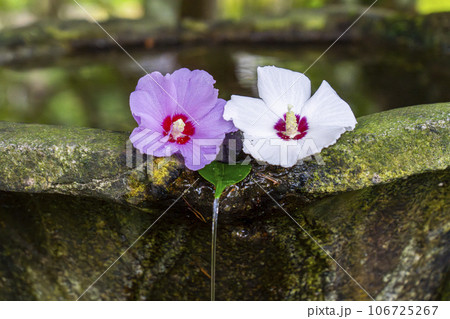 法然院 手水鉢 木槿の花 深い緑に包まれた静かな空間 法然院 手水鉢 木槿の花 深い緑に包まれた静かな空間 106725267