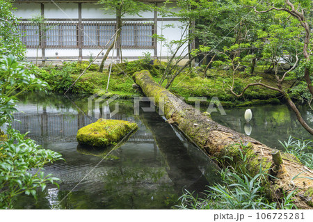 法然院 放生池(京都 哲学の道近く) 法然院 放生池(京都 哲学の道近く) 106725281