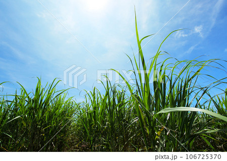 沖縄の風景　さとうきび畑と青い空 106725370