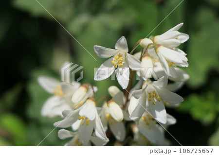 ウツギの花 106725657