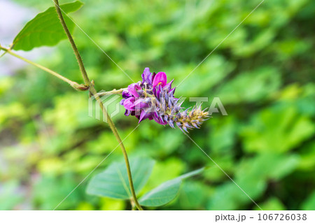 クズの花 106726038