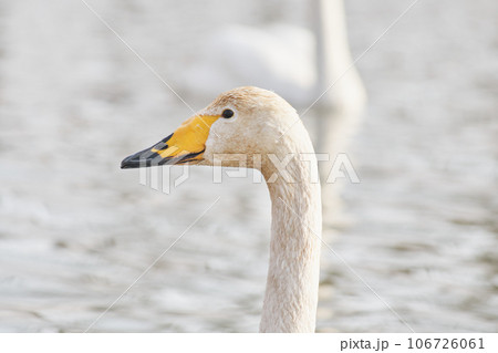 北海道の春に訪れるハクチョウ 106726061