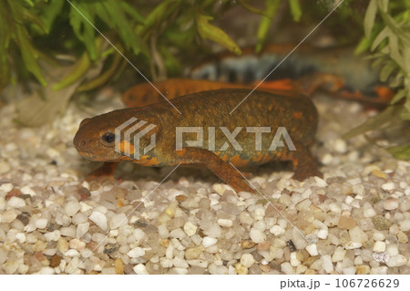 Closeup on a female of the endangered Chuxiong fire-bellied, Cynops cyanurus, in an aquarium 106726629