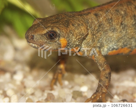 Closeup on a female of the endangered Chuxiong fire-bellied, Cynops cyanurus, in an aquarium 106726631
