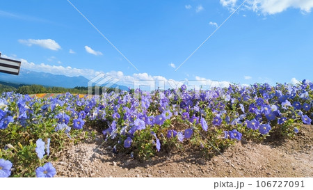 青い空と青い花 106727091