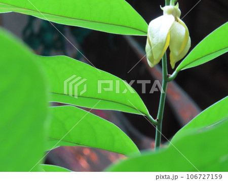 真っ白なオウソウカの花 106727159