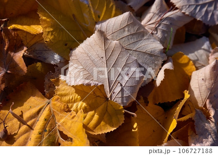 Fallen autumn leaves 106727188
