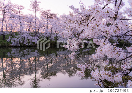 《新潟県》桜満開・春の高田城址公園 《新潟県》桜満開・春の高田城址公園 106727498