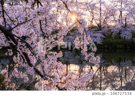 《新潟県》桜満開・春の高田城址公園 106727538