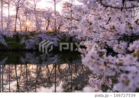 《新潟県》桜満開・春の高田城址公園 106727539