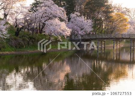 《新潟県》桜満開・春の高田城址公園 106727553