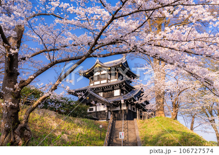 《新潟県》桜満開・春の高田城址公園 106727574