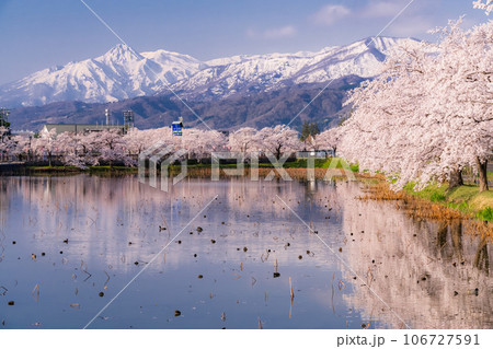 《新潟県》桜満開・春の高田城址公園 106727591