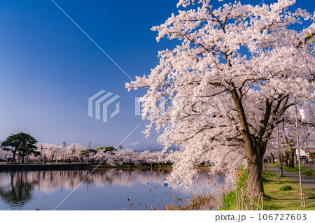 《新潟県》桜満開・春の高田城址公園 106727603