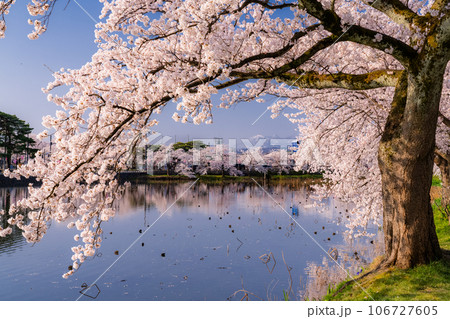 《新潟県》桜満開・春の高田城址公園 106727605