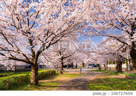 《新潟県》桜満開・春の高田城址公園 《新潟県》桜満開・春の高田城址公園 106727609