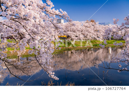 《新潟県》桜満開・春の高田城址公園 106727764