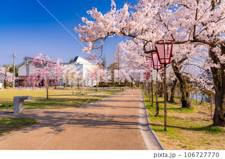 《新潟県》桜満開・春の高田城址公園 106727770