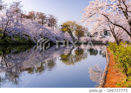 《新潟県》桜満開・春の高田城址公園 《新潟県》桜満開・春の高田城址公園 106727775