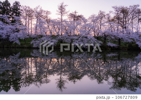 《新潟県》桜満開・春の高田城址公園 106727809