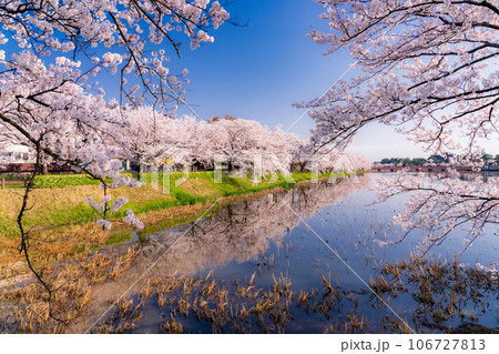《新潟県》桜満開・春の高田城址公園 《新潟県》桜満開・春の高田城址公園 106727813