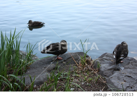那須乃木神社境内の静沼のカモ 106728513