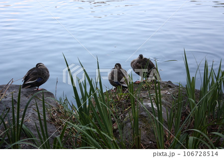 那須乃木神社境内の静沼のカモ 106728514
