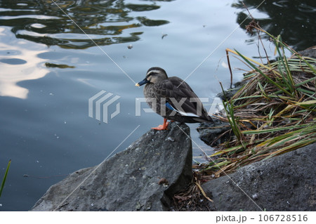 那須乃木神社境内の静沼のカモ 那須乃木神社境内の静沼のカモ 106728516