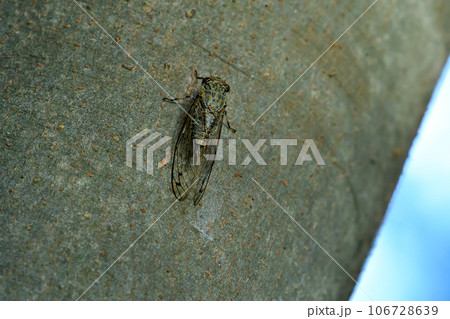 ツクツクボウシ 106728639