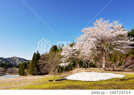 峠の桜と棚田　桜と里山の風景　残雪と満開の桜　新潟の観光スポット　春の青空に映えるサクラ 106728724