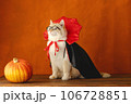 Theme Halloween. Cat in a vampire costume and glasses, orange background 106728851