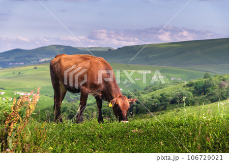one cow in a field in the mountains eats green juicy grass. animal husbandry and farming one cow in a field in the mountains eats green juicy grass. animal husbandry and farming 106729021