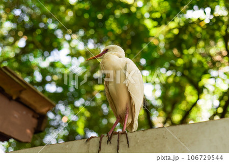 The cattle egret (Bubulcus ibis) outdoors in Kuala Lumpur, Malaysia 106729544