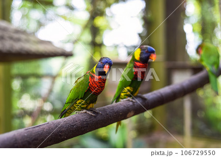 Loriini parrots sitting on a branch in Kuala Lumpur, Malaysia Loriini parrots sitting on a branch in Kuala Lumpur, Malaysia 106729550