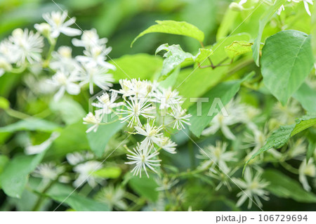 夏の山野草のボタンズル葉有毒植物だがきれいな花を咲かせて蝶が集まる 106729694