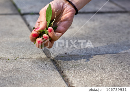 A woman's hand with a red manicure pulls weeds out of the yard concrete slabs A woman's hand with a red manicure pulls weeds out of the yard concrete slabs 106729931