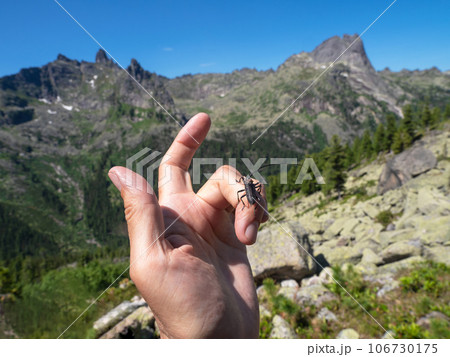 Large black barbel beetle crawls on the finger of the hand in close-up against the background of mountains. Natural background with the image of a beetle. Siberia, Western Sayans. 106730175