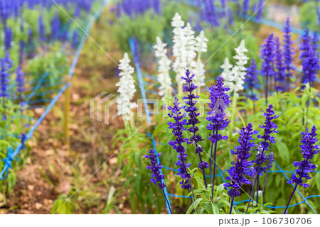 Salvia nemorosa plant growing in Da Lat in Vietnam Salvia nemorosa plant growing in Da Lat in Vietnam 106730706